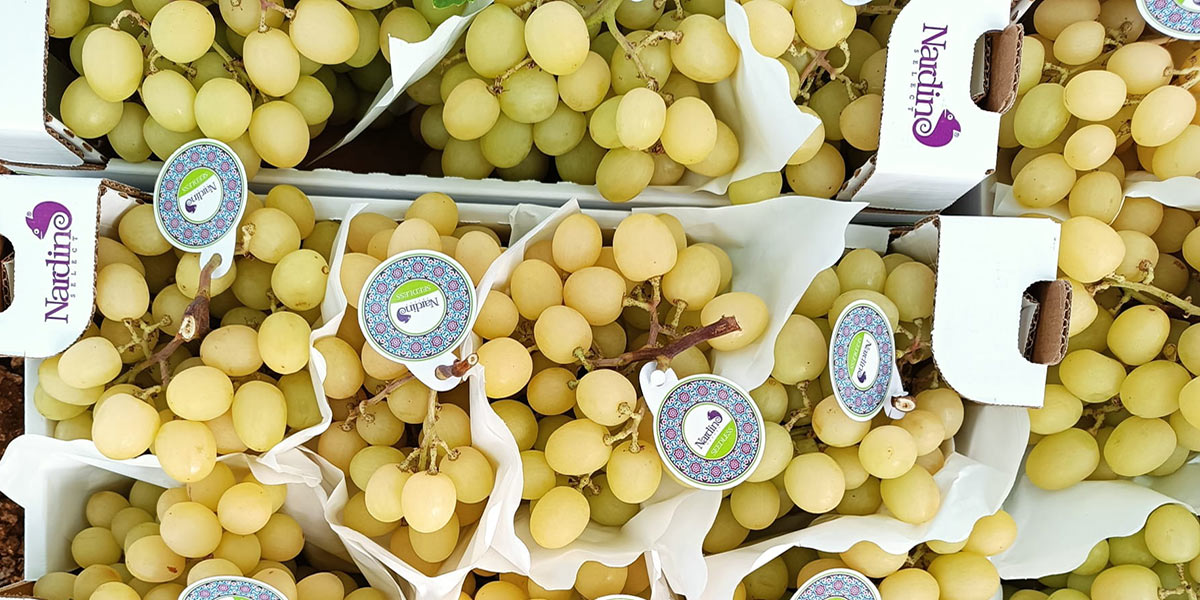 «Uva, perchè è fondamentale puntare sulle seedless»